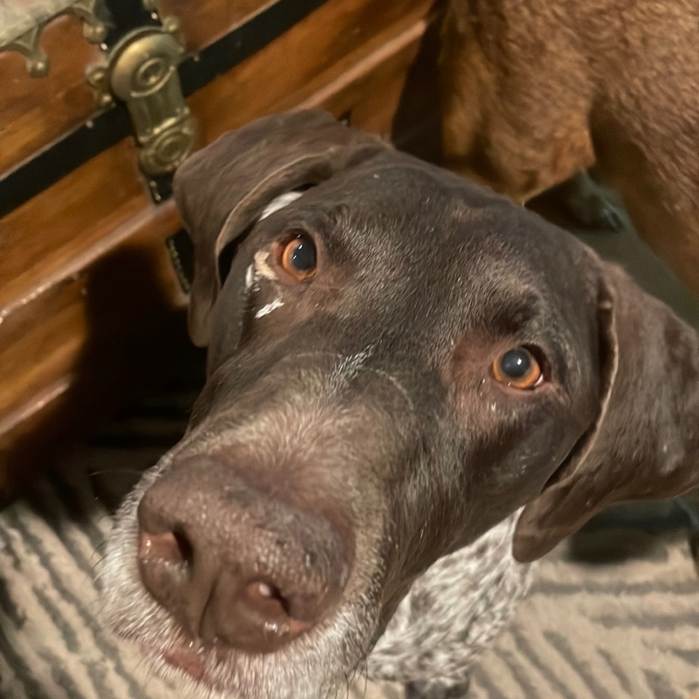 Not a dog